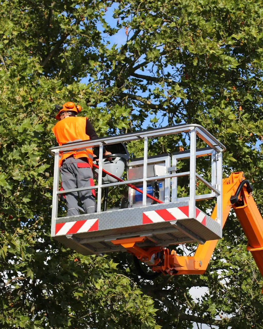 Arborist in an orange hi-vis shirt trimming a tall canopy from an aerial lift, a setup we use on tight Port Washington streets