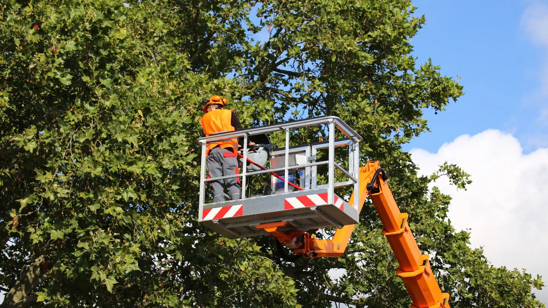 Arborist in a lift cutting down a large tree limb by limb