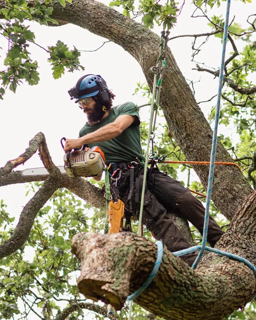 Arborist roped high in a tree canopy checking where the main branches join