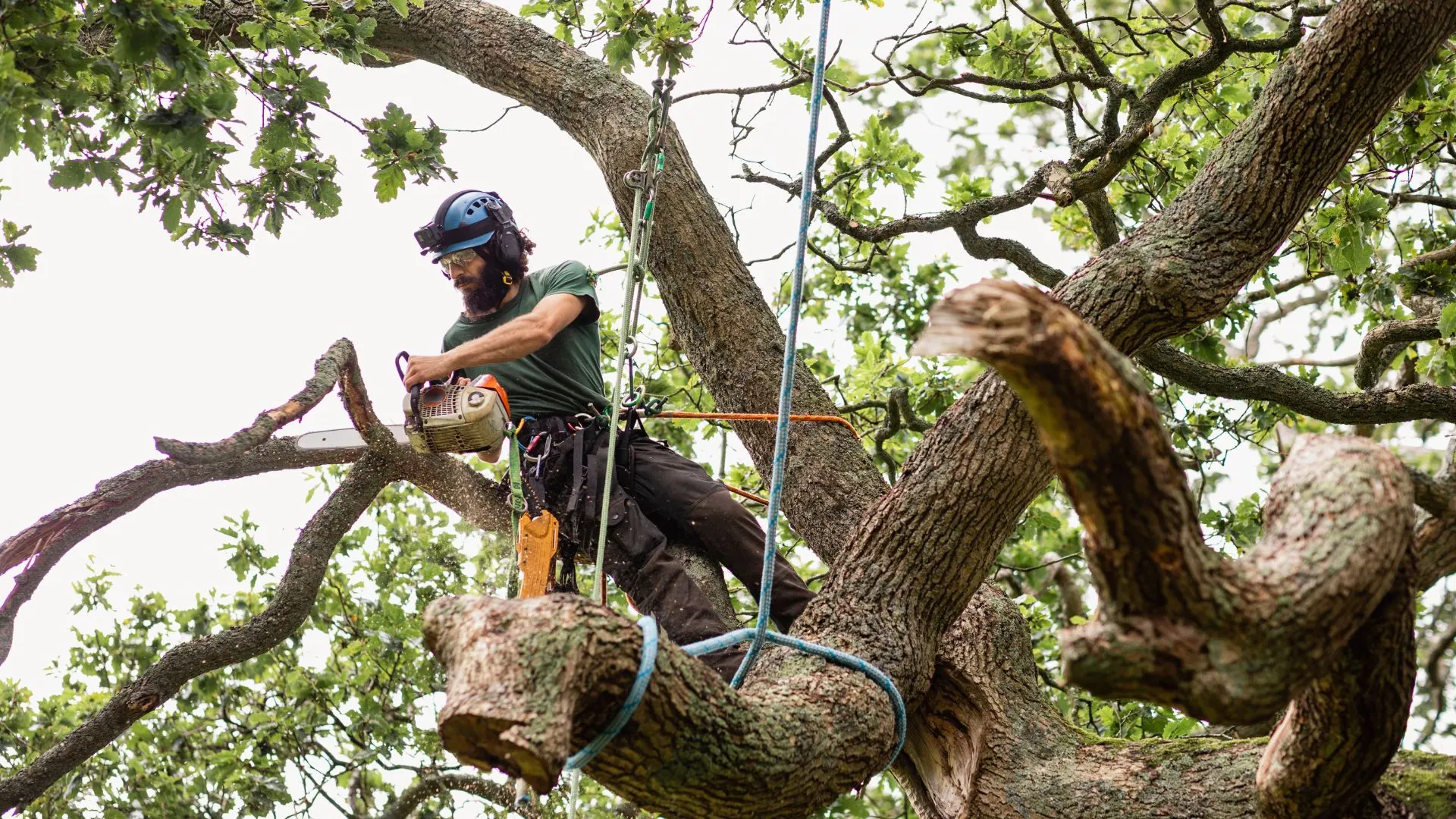 Climber roped into an oak canopy trimming branches