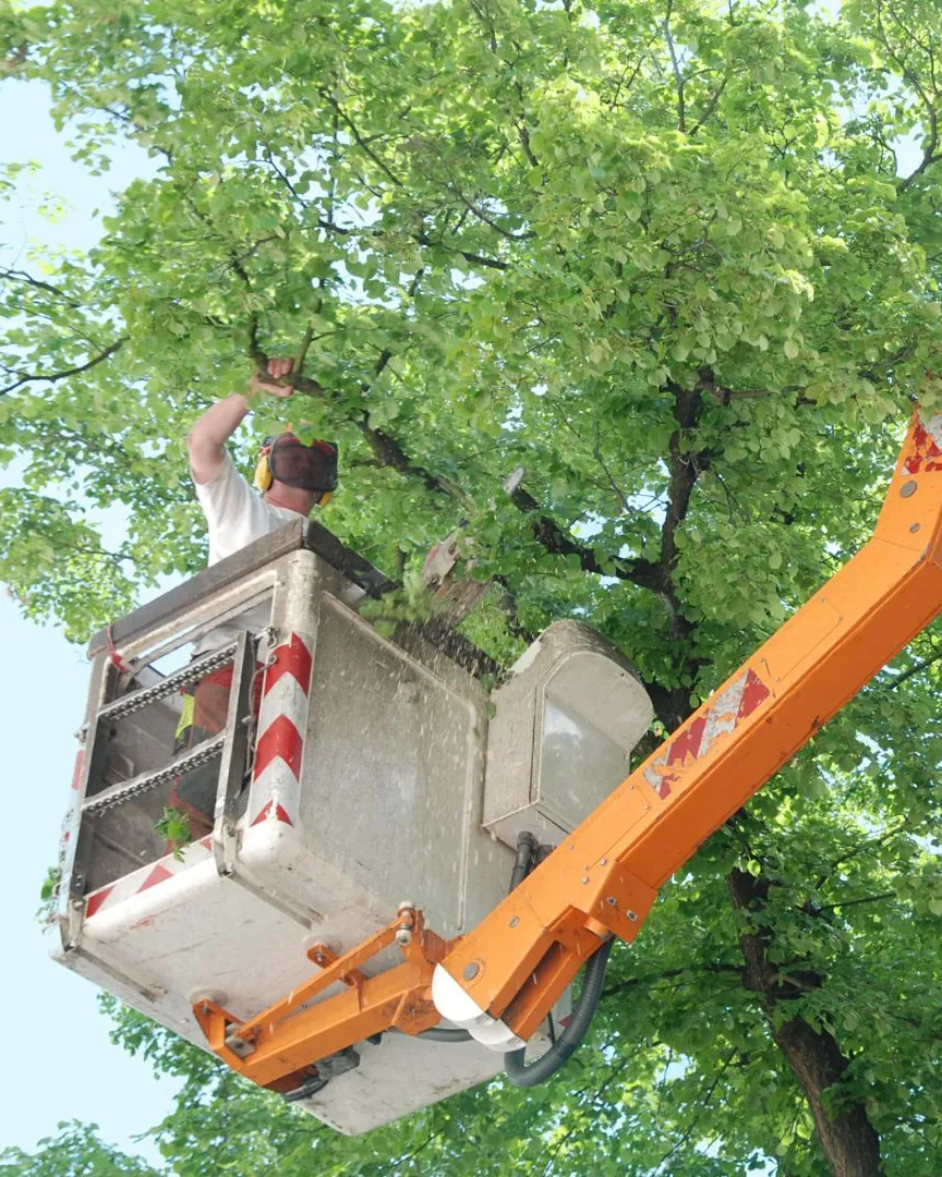 Bucket truck boom lifting a trimmer into a tall canopy, used for big street-side maples in West Bend