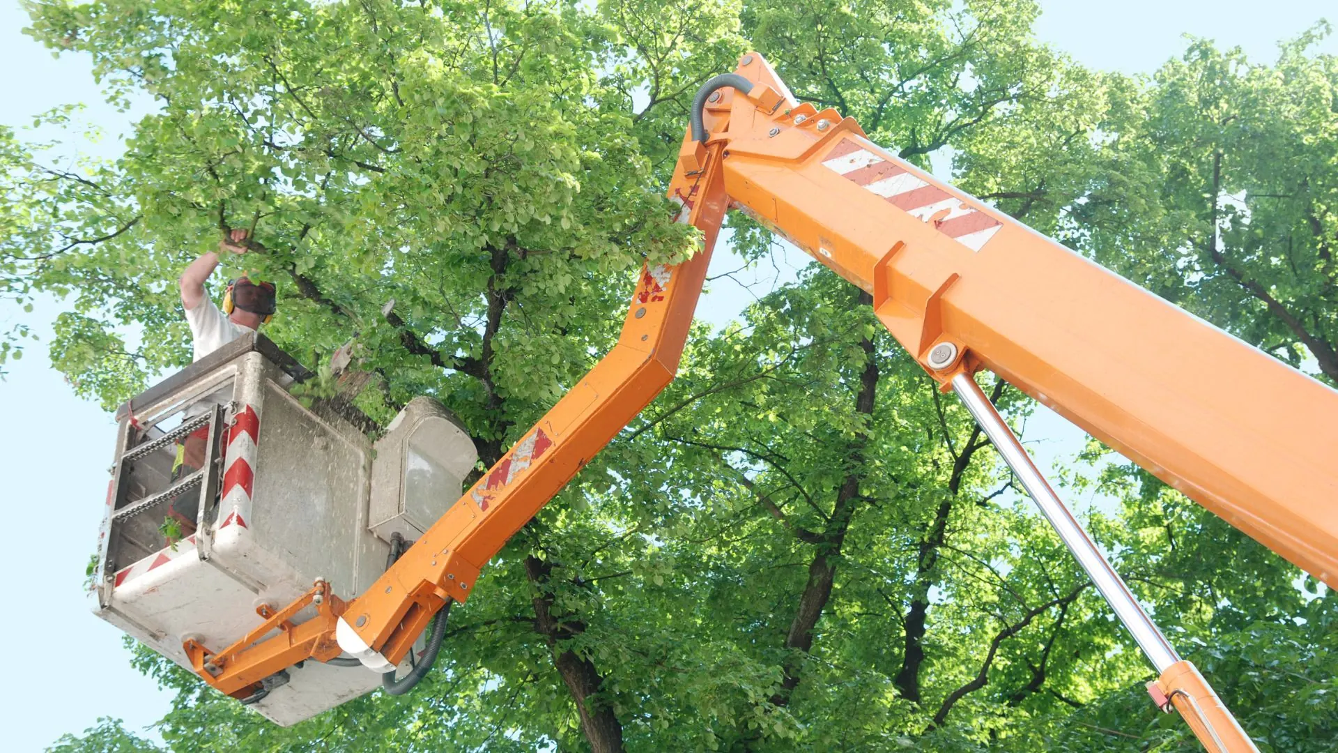 Bucket truck lifting an arborist into a mature tree canopy