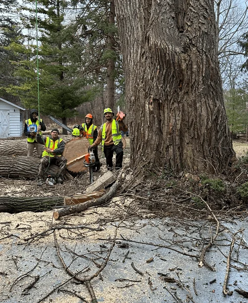 The Alpha Tree Service crew standing together after a large tree removal in southeast Wisconsin