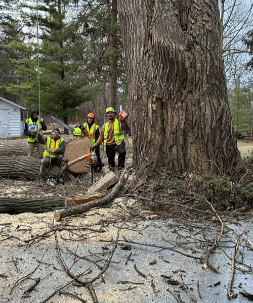 The Alpha Tree Service crew beside a giant trunk after a tree removal in southeast Wisconsin