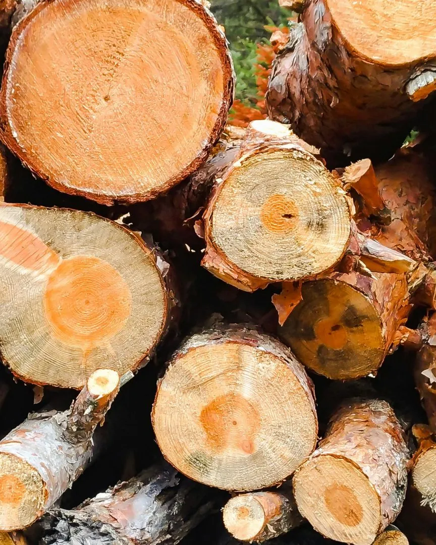 Log rounds cut from storm-damaged trees stacked and ready for hauling