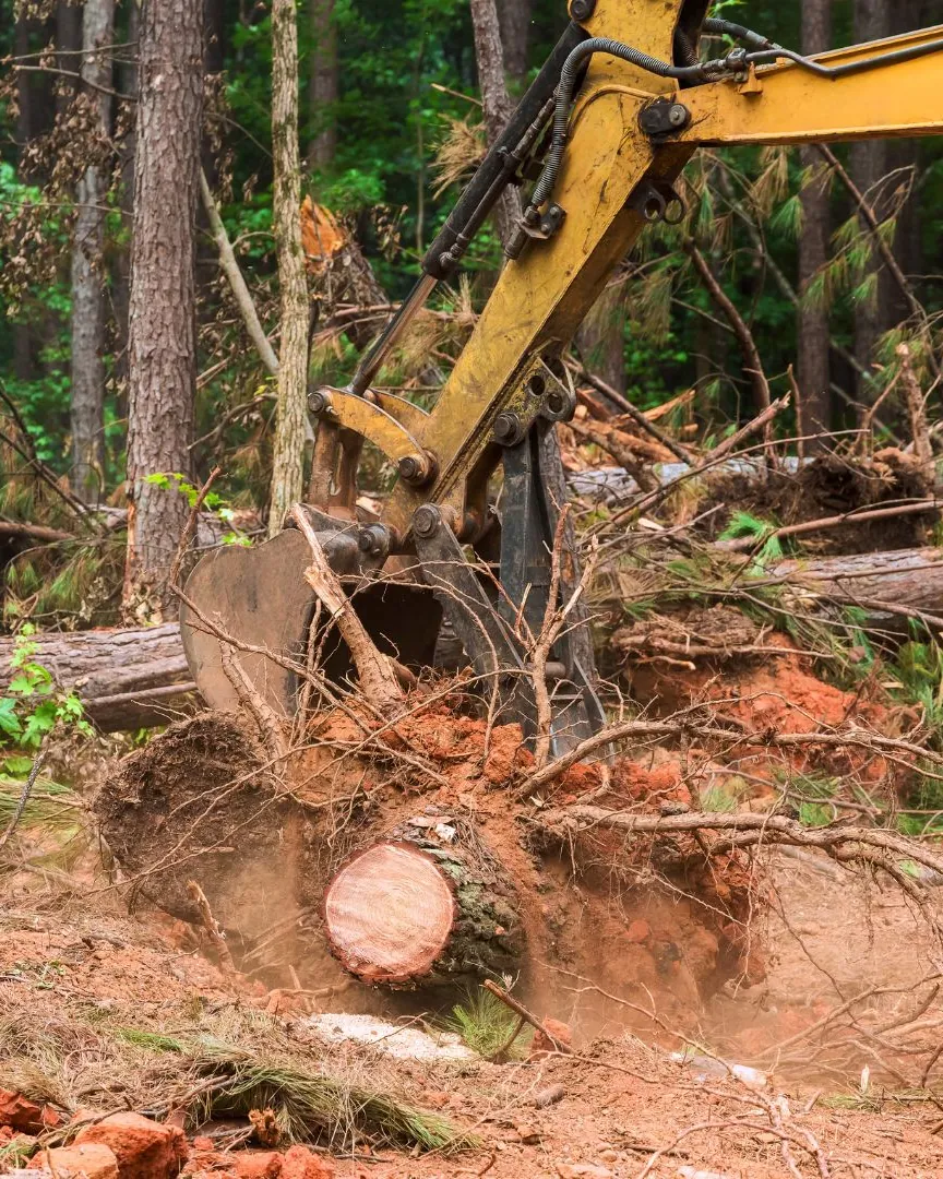 Excavator pulling a stump out of the ground in pine woods, like the lot clearing we do on wooded Kewaskum acreage