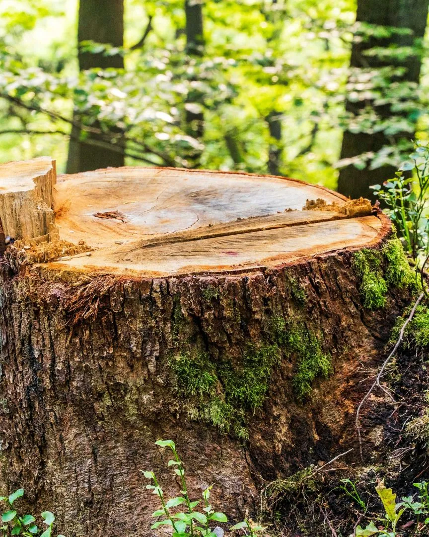 Freshly cut tree stump waiting to be ground in a green wooded yard