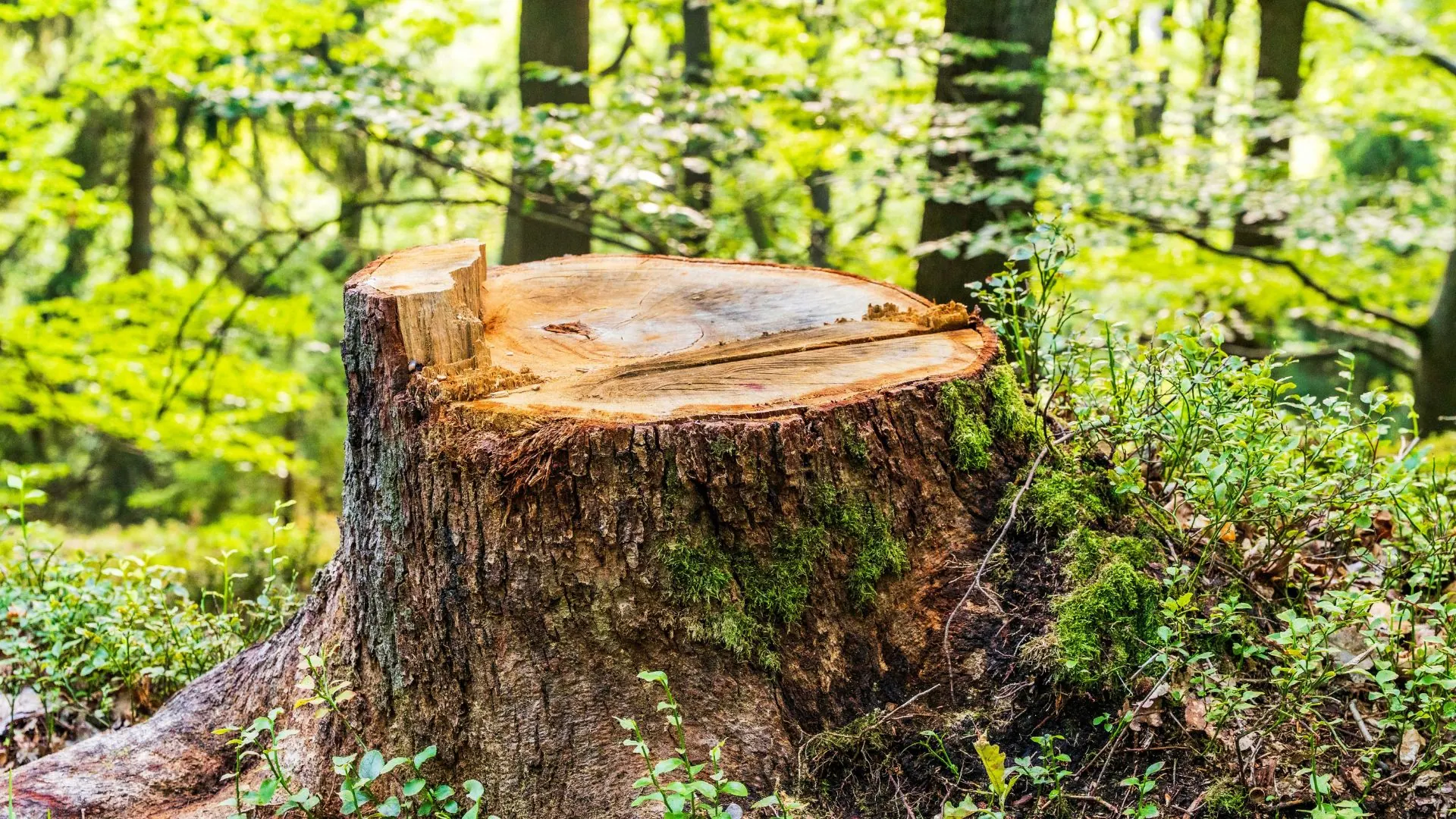 Fresh-cut stump in a green woodlot in Sheboygan County