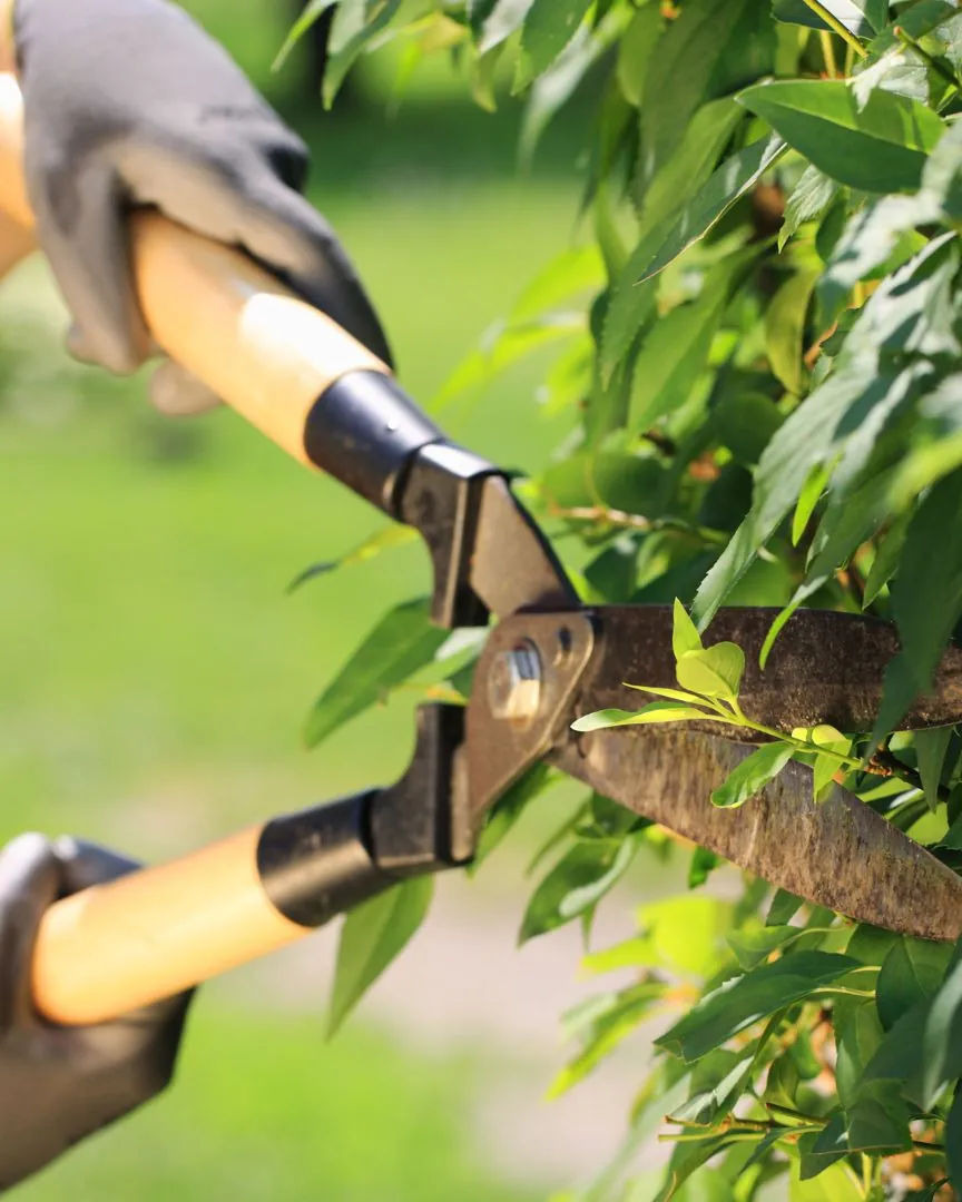Hands shaping an overgrown shrub with hedge shears