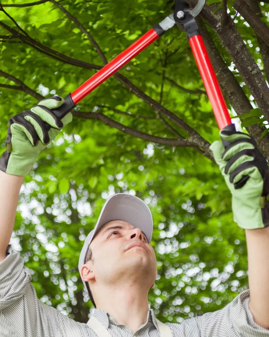 Worker pruning an overhead branch with long-handled loppers