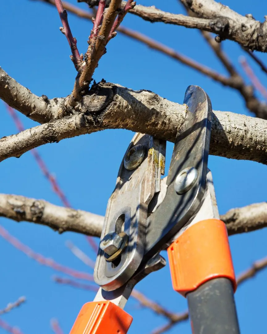 Loppers cutting a bare branch against a clear blue sky