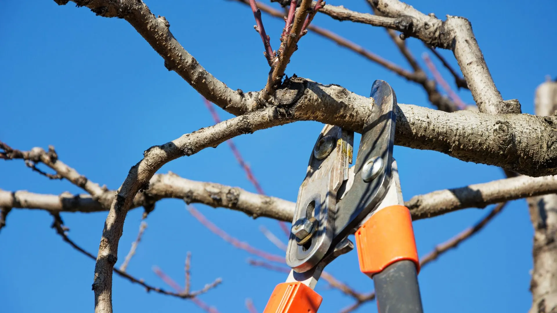 Loppers cutting a bare winter branch against a clear blue sky