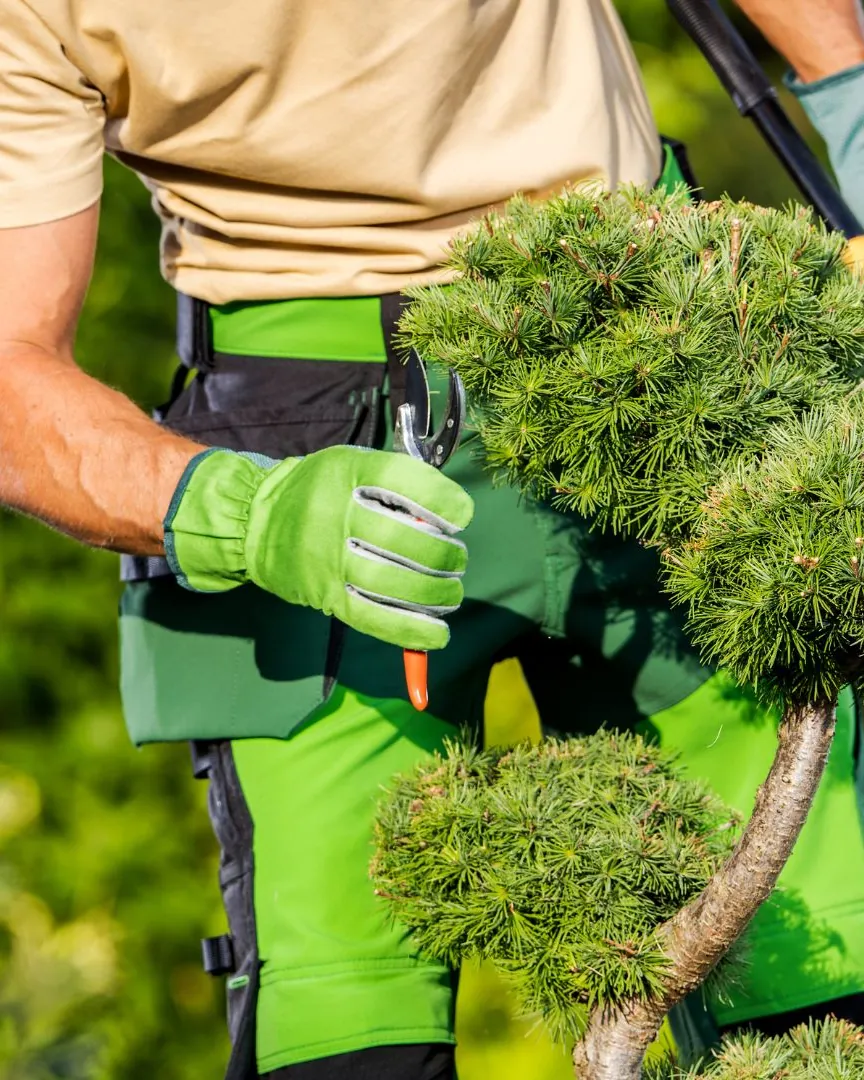 Gloved hands pruning a pine branch during a tree health check