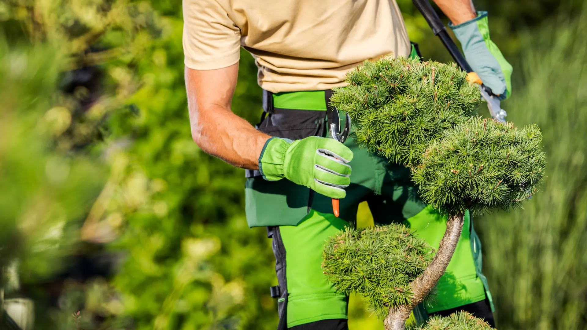 Pruning a pine branch on wooded acreage near Kewaskum