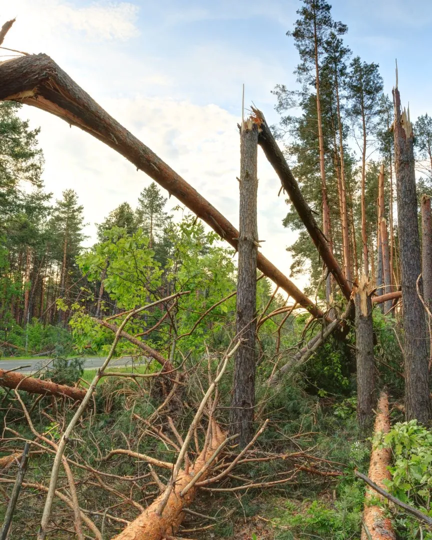 Pine trees snapped in half by high winds in a Wisconsin woodlot