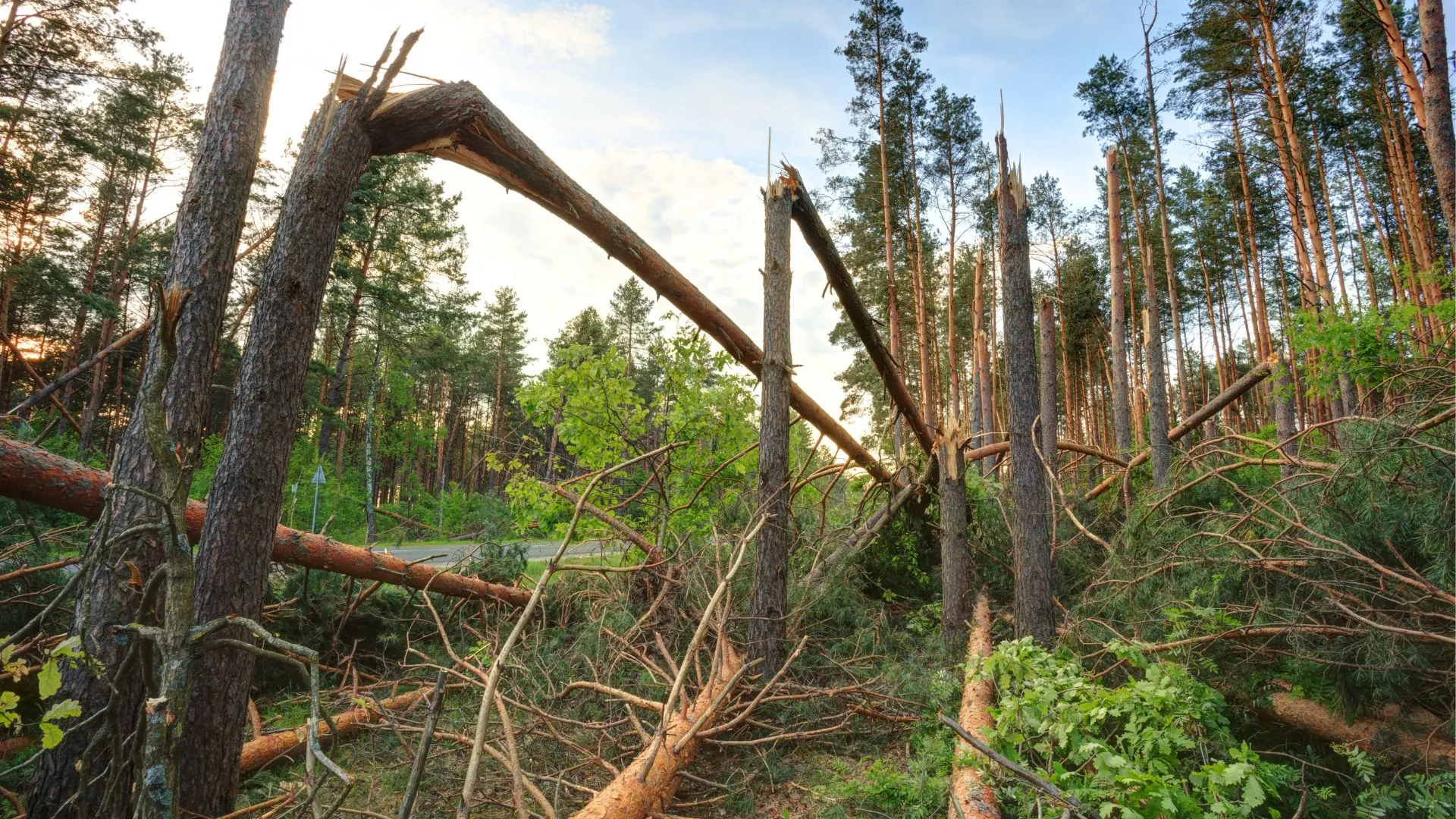 Wind-snapped pines like those we clear after lake storms in Port Washington