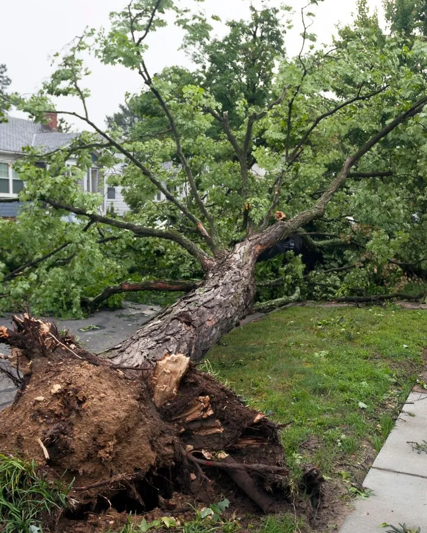 Uprooted tree lying across a neighborhood street after a windstorm