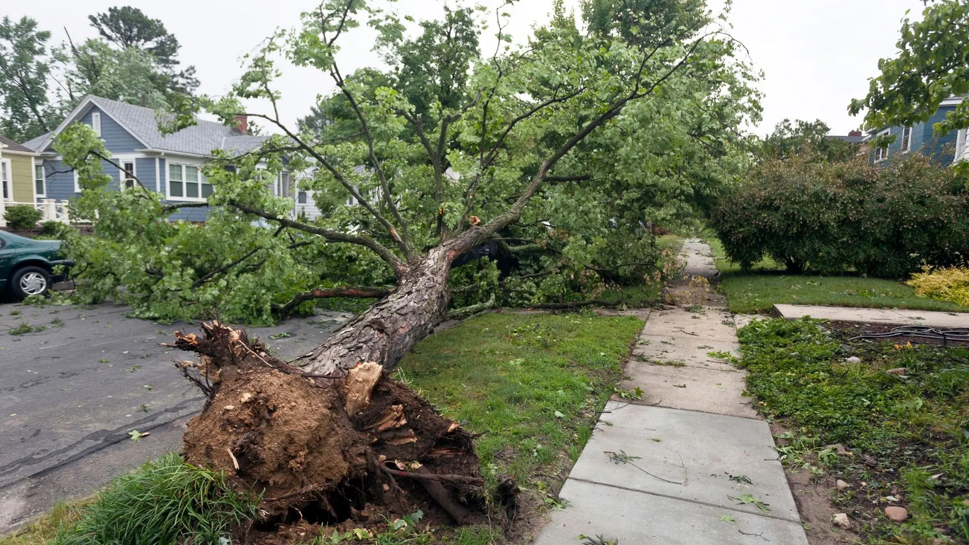 Uprooted tree lying across a residential street after a storm