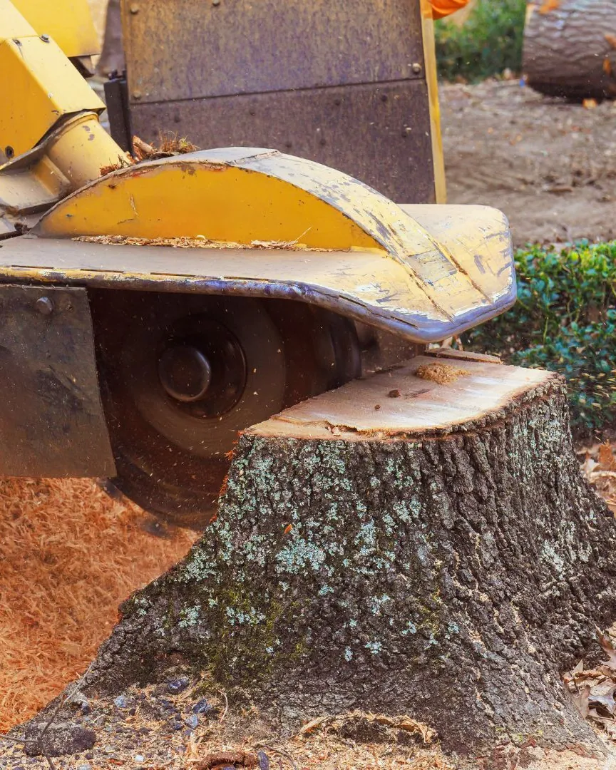 Stump grinder throwing sawdust while grinding a stump the same week as a tree removal