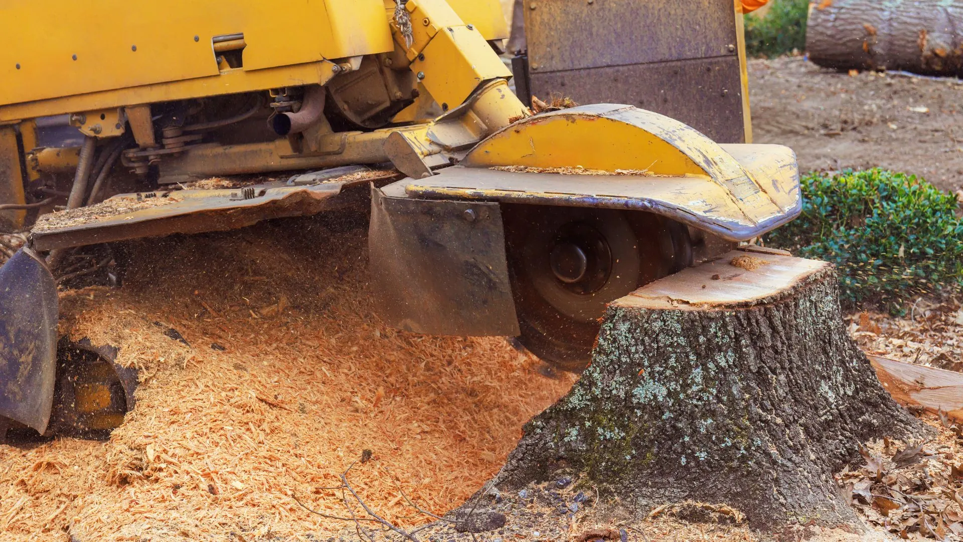 Stump grinder chewing a tree stump down below grade