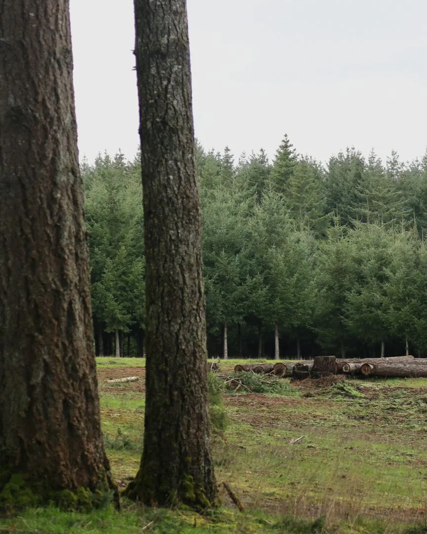 Tall stand of pines with cut logs piled on the ground during clearing