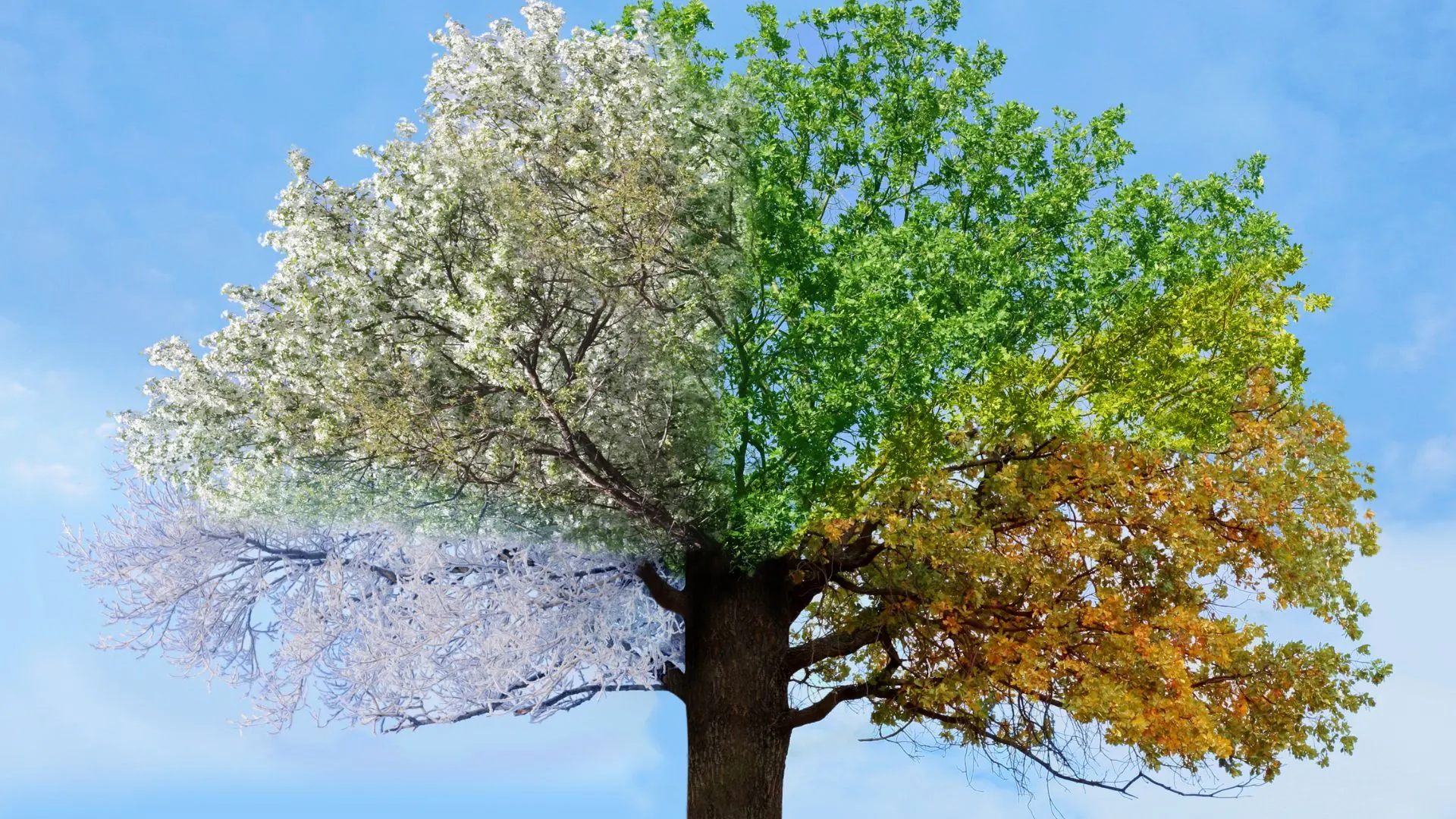 The same shade tree shown through all four Wisconsin seasons