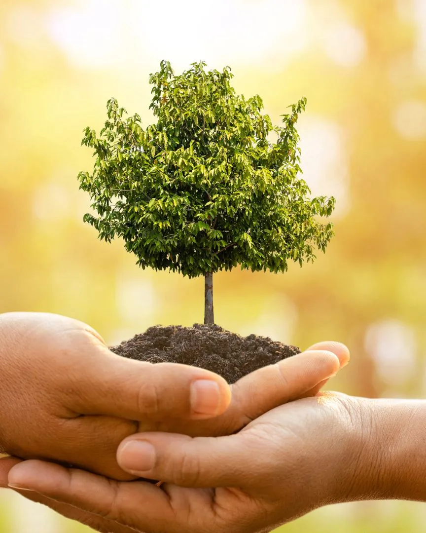 Hands holding soil around the roots of a young sapling being planted